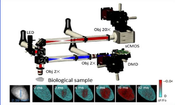 Piattaforma di ingegneria tissutale e analisi funzionale opto-meccanica - copertina